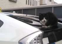 【カワイイけれど深刻被害も】猫から愛車を守る方法とは？