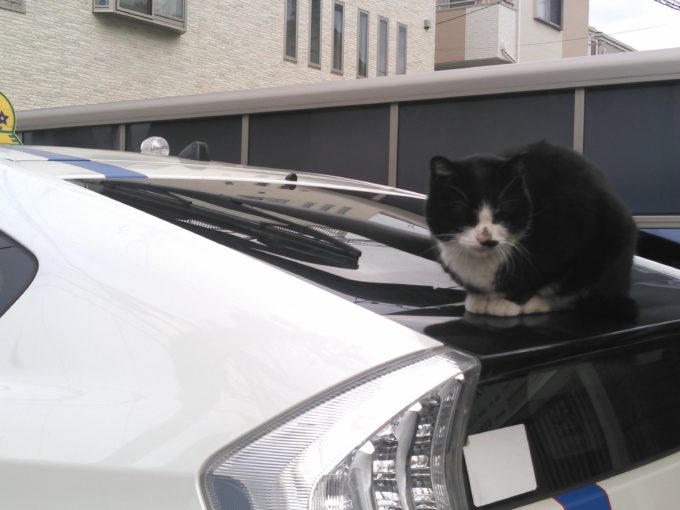 【カワイイけれど深刻被害も】猫から愛車を守る方法とは？