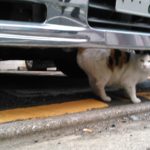 【画像】【カワイイけれど深刻被害も】猫から愛車を守る方法とは？ 〜 画像2