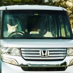 【危険】愛犬を膝の上に乗せて運転するのは道交法違反！