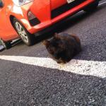 【画像】当て逃げ・いたずら・鳥糞などから愛車を守る駐車のコツとは？ 〜 画像6