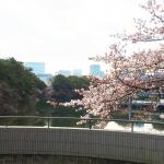 今だけは渋滞歓迎！　桜の季節に考える首都高の制限速度と現実の速度の乖離