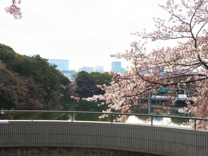 今だけは渋滞歓迎！　桜の季節に考える首都高の制限速度と現実の速度の乖離