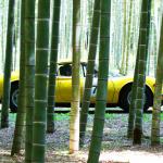 【画像】名車ゾロゾロ53台！　秋の栃木で豪華なパレードランを行った 〜 画像5