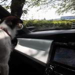 【画像】愛犬家でも知らない本当に安全＆快適な愛犬とのドライブ術 〜 画像5