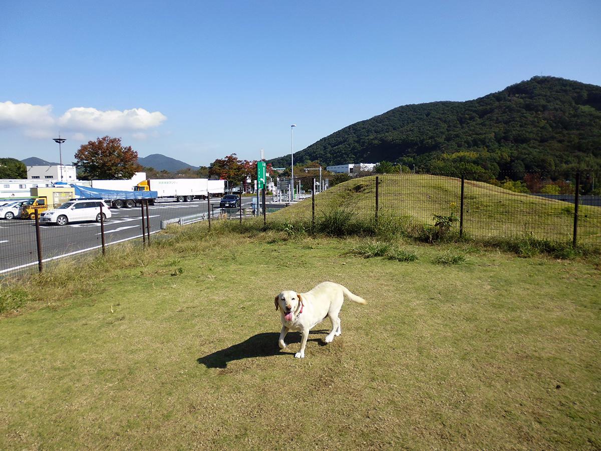 愛犬との正しいドライブ 〜 画像3