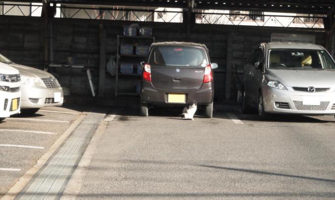 タクシー会社の車庫には野良ネコが住み着く！　ネコにとってパラダイスな理由とは