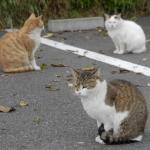 【画像】タクシー会社の車庫には野良ネコが住み着く！　ネコにとってパラダイスな理由とは 〜 画像2