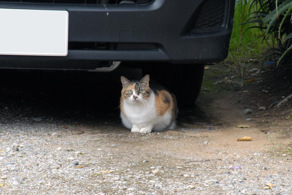 野良猫 〜 画像2