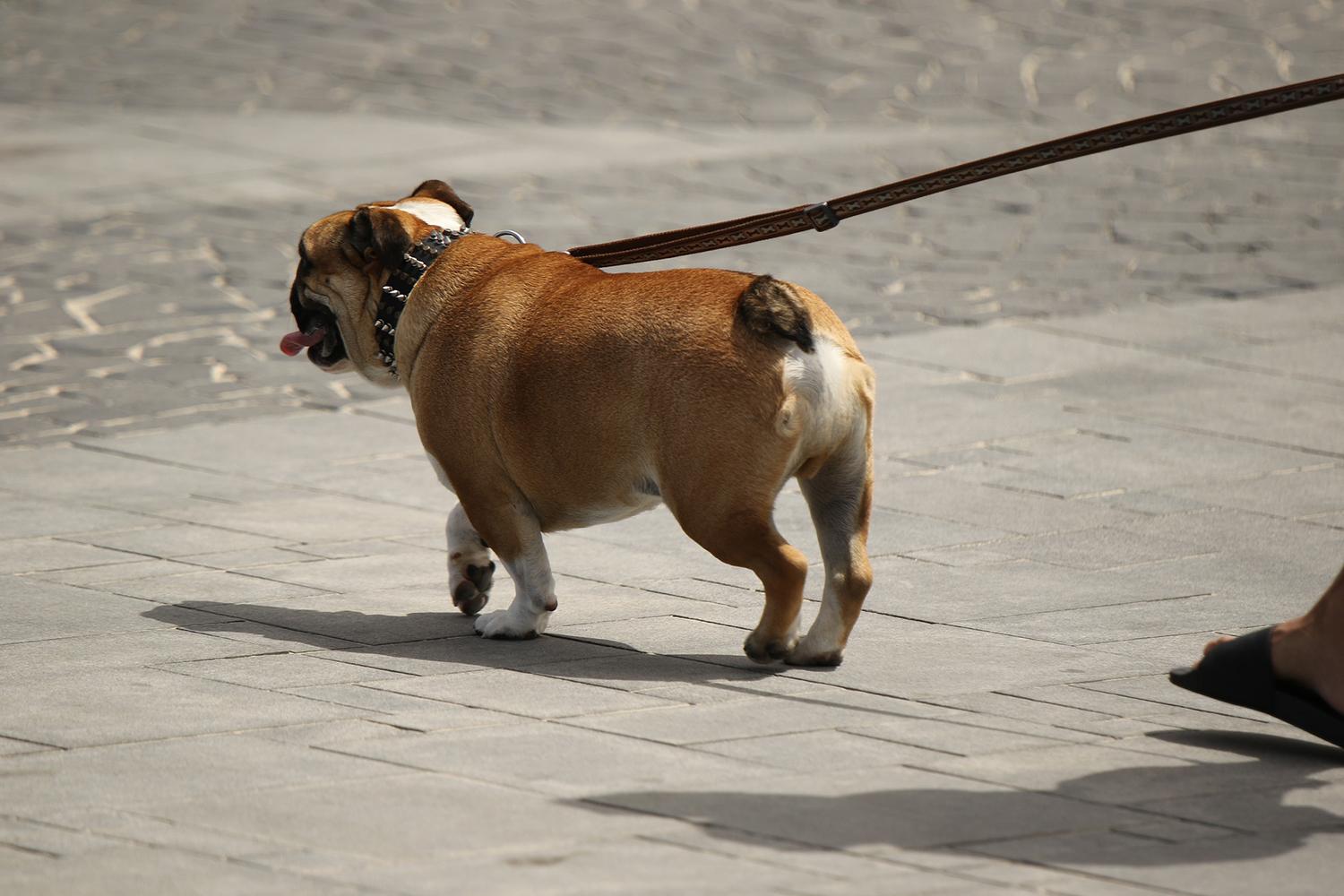 散歩中の犬のイメージ 〜 画像4