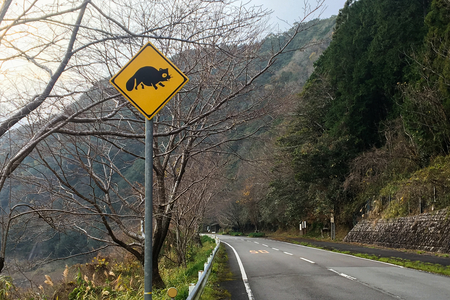 ロードキルの被害件数が多い動物ランキング