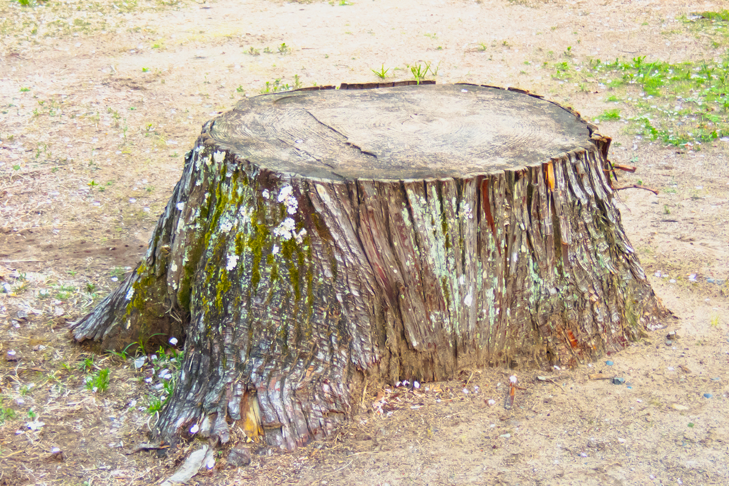 これはジェンダー不適合と同じことですか?