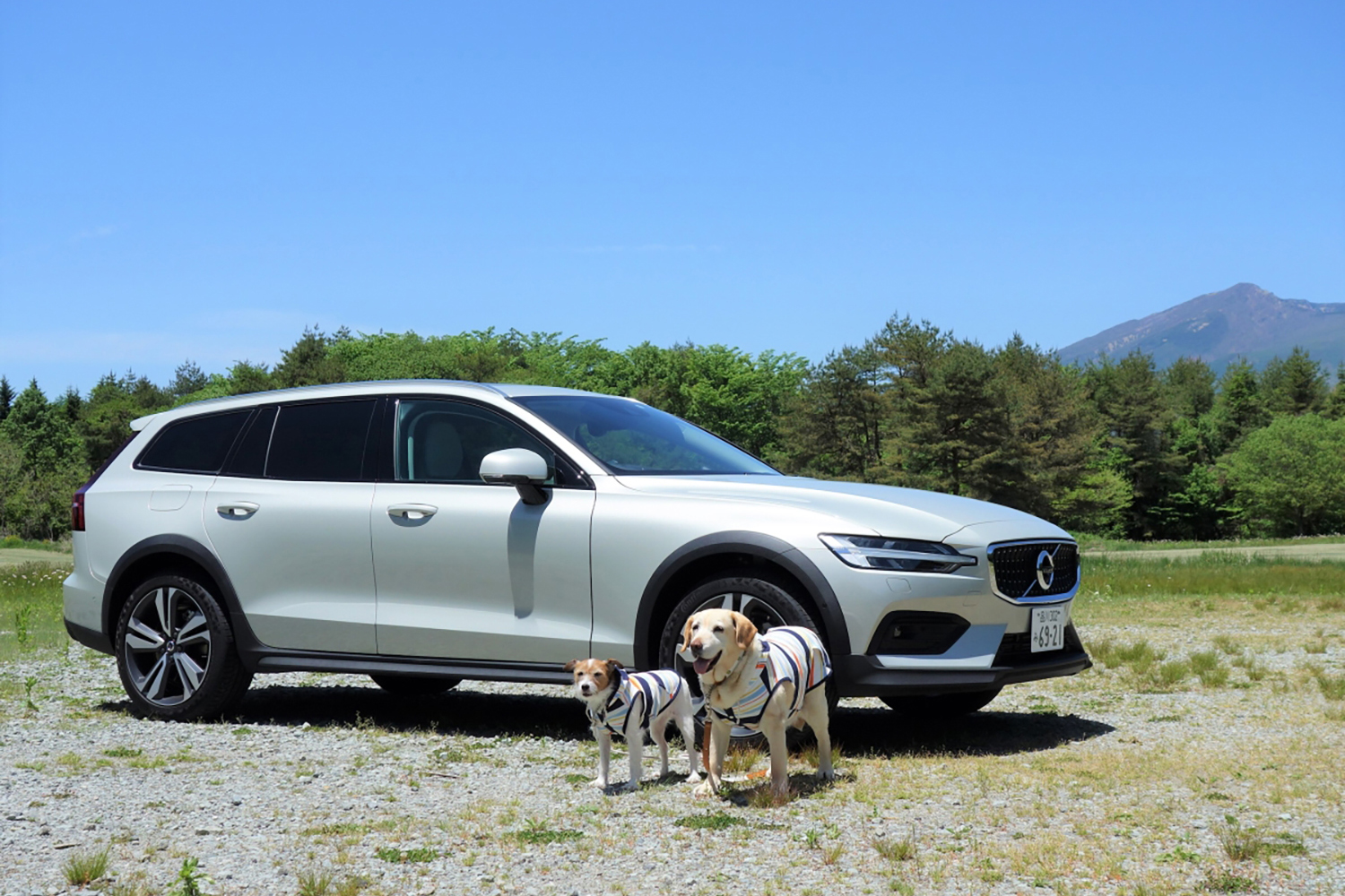 快適で安全な愛犬とのドライブの楽しみ方