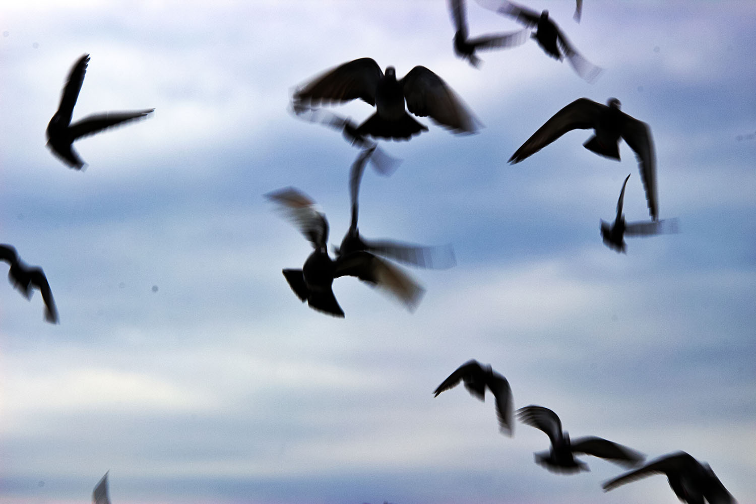 空を飛ぶ鳩