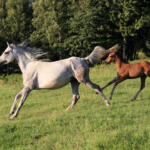 【画像】お酒を飲んで公道で馬に乗ると「飲酒運転」！　一方「お酒を飲ませた馬」に乗ると「整備不良」になるってホント？ 〜 画像2