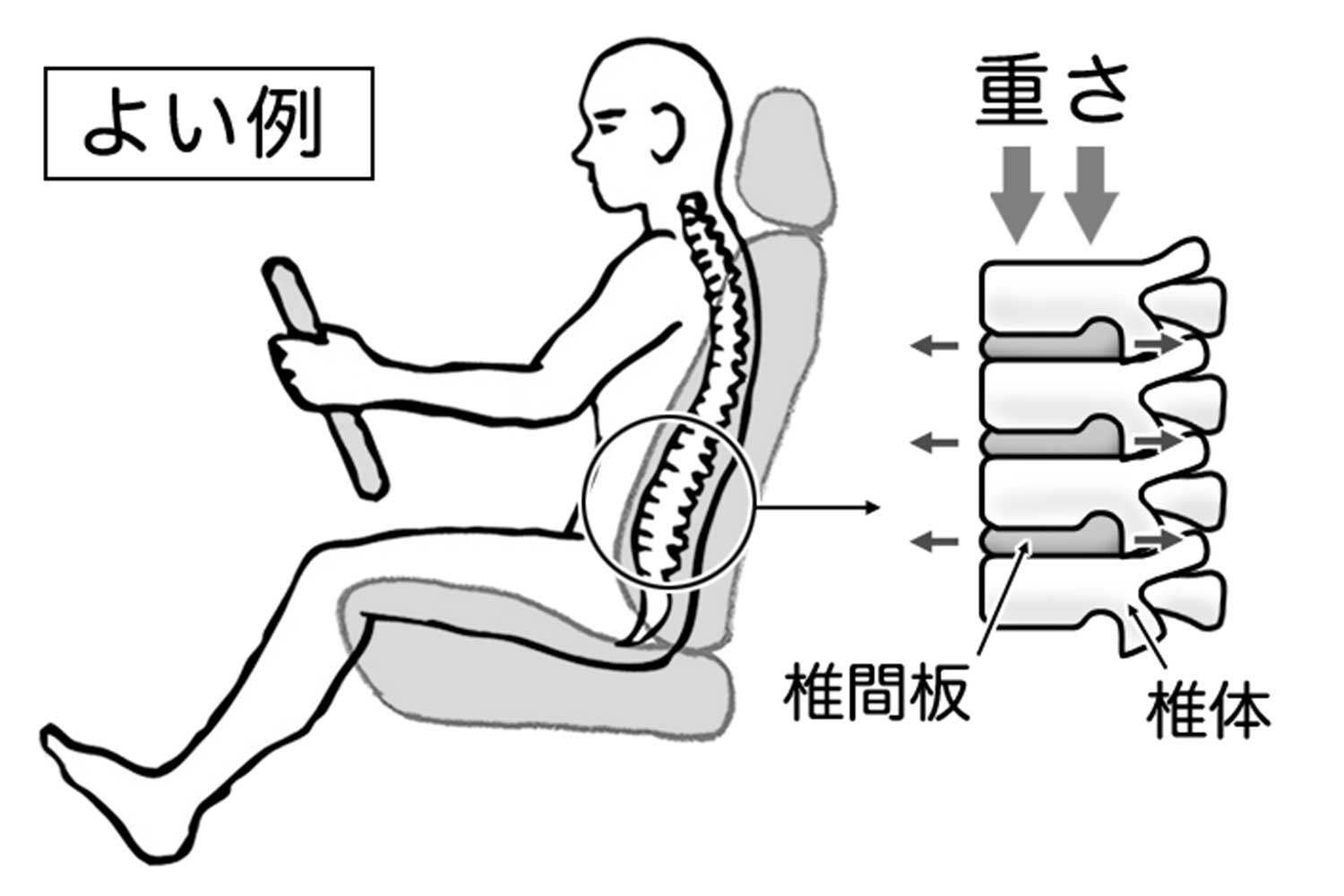 良い運転姿勢をしている際の背骨のイラスト