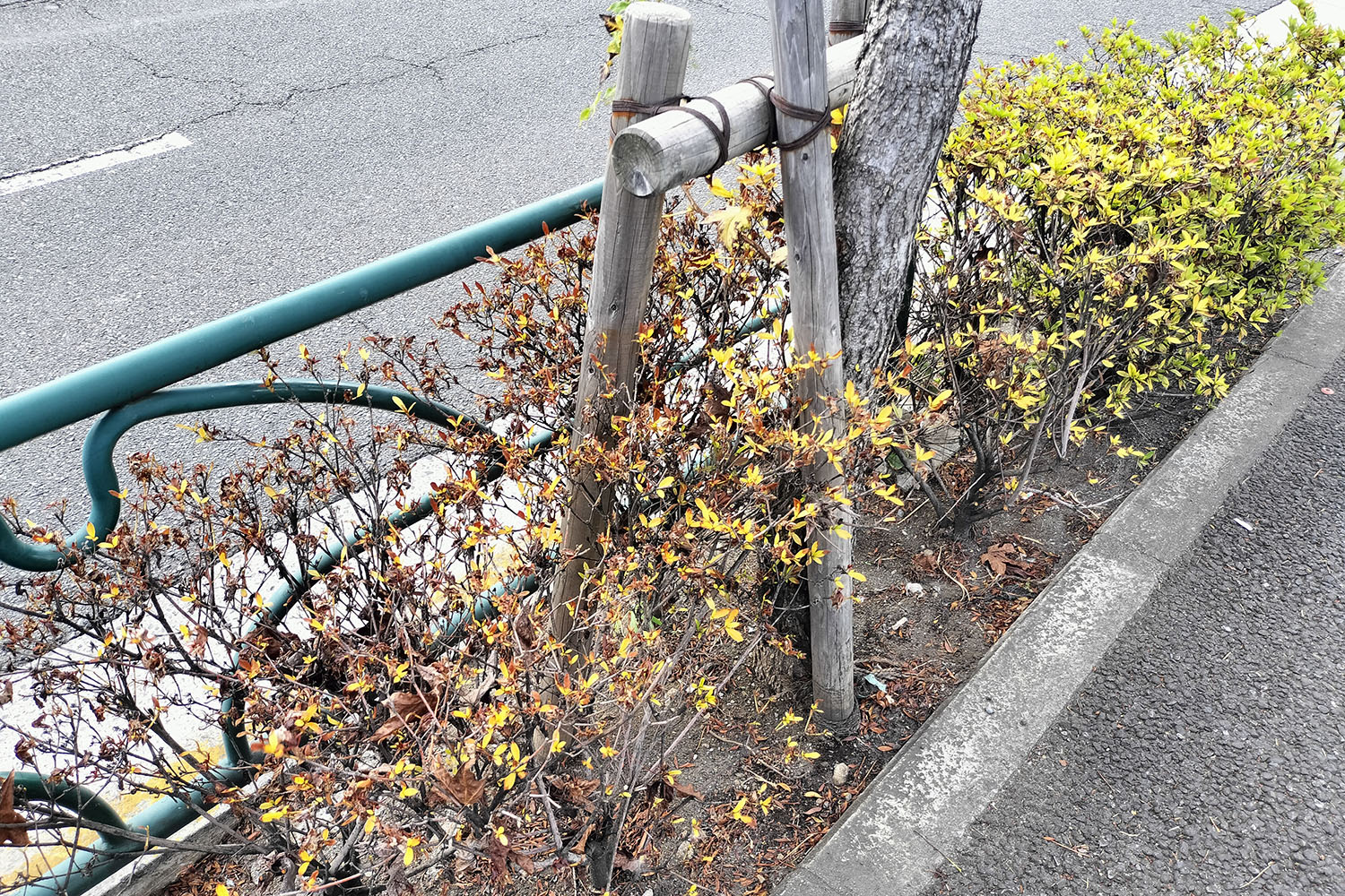 枯れた歩道の街路樹