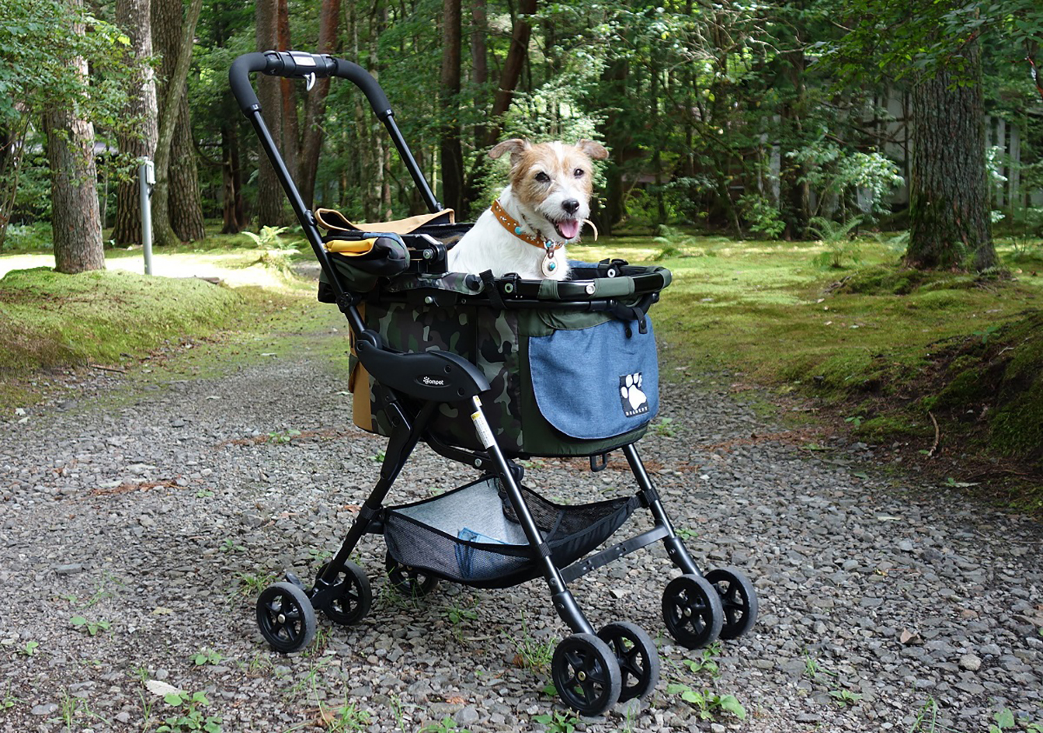 青山尚暉氏の愛犬