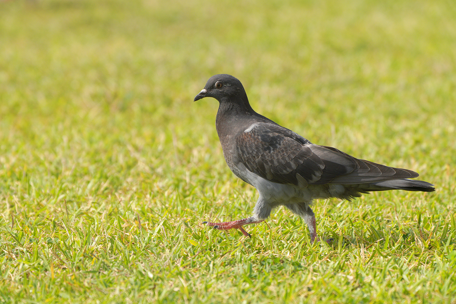 鳩