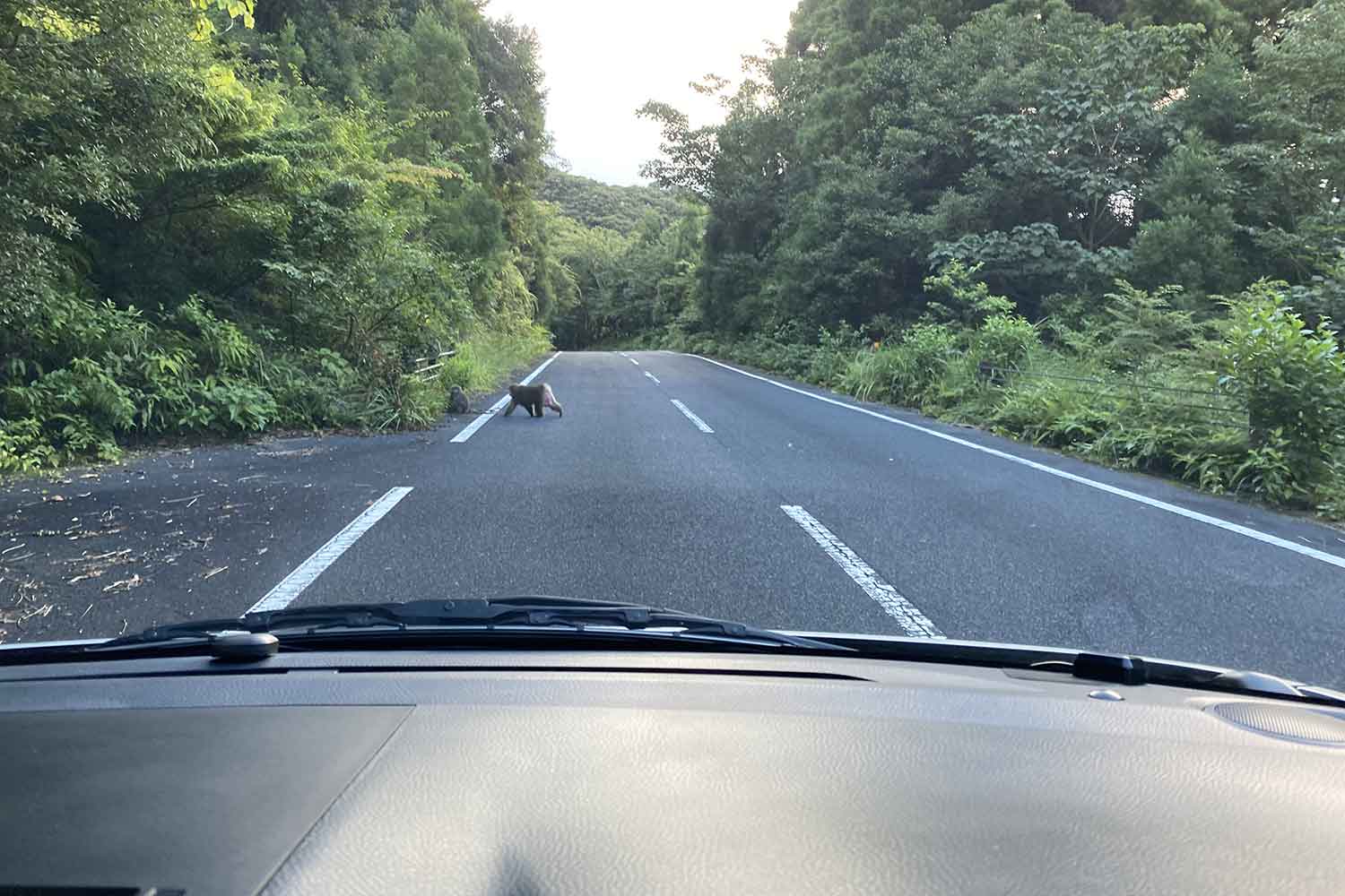 クルマで「くま」に遭遇したときの誰でもできる対処法とは 〜 画像3