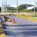 【画像】高速で動物なんて見かけない……と思っていたらなんと年間５万件も起こっている！　高速での「ロードキル」の実態とは？ 〜 画像1