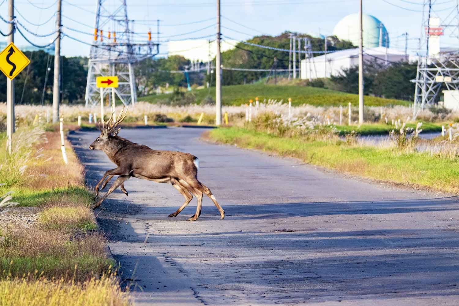 ネコだけで年間約29万匹も亡くなっている！　ロードキルの実情と遭遇しないようにする対策