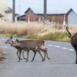 【画像】高速で動物なんて見かけない……と思っていたらなんと年間５万件も起こっている！　高速での「ロードキル」の実態とは？ 〜 画像4