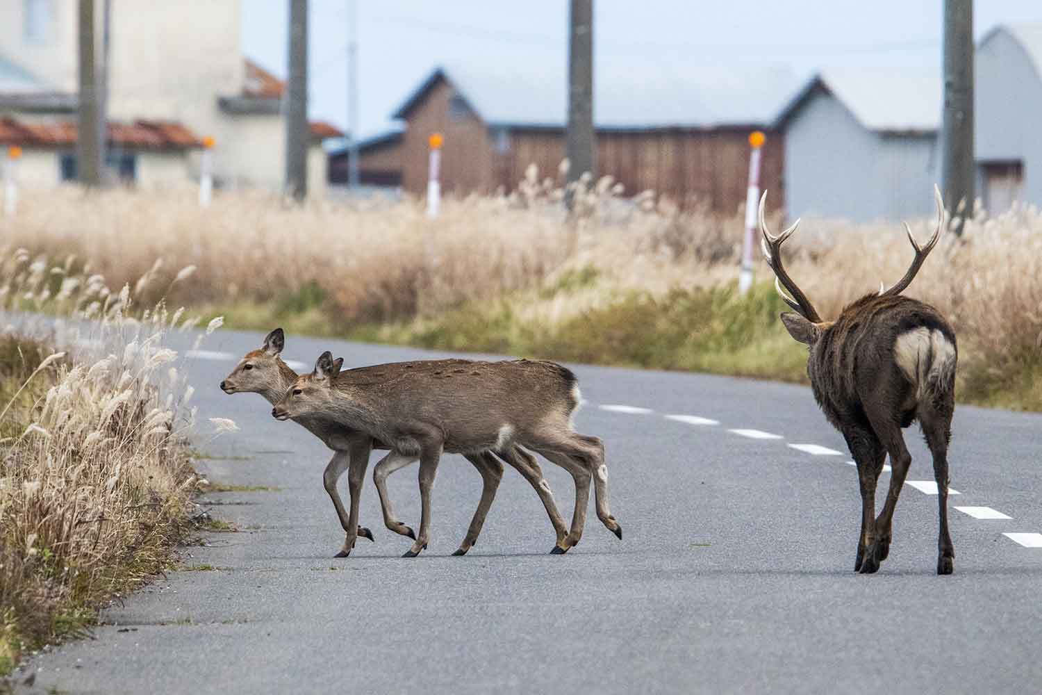 道路を横断する複数匹のシカ 〜 画像4