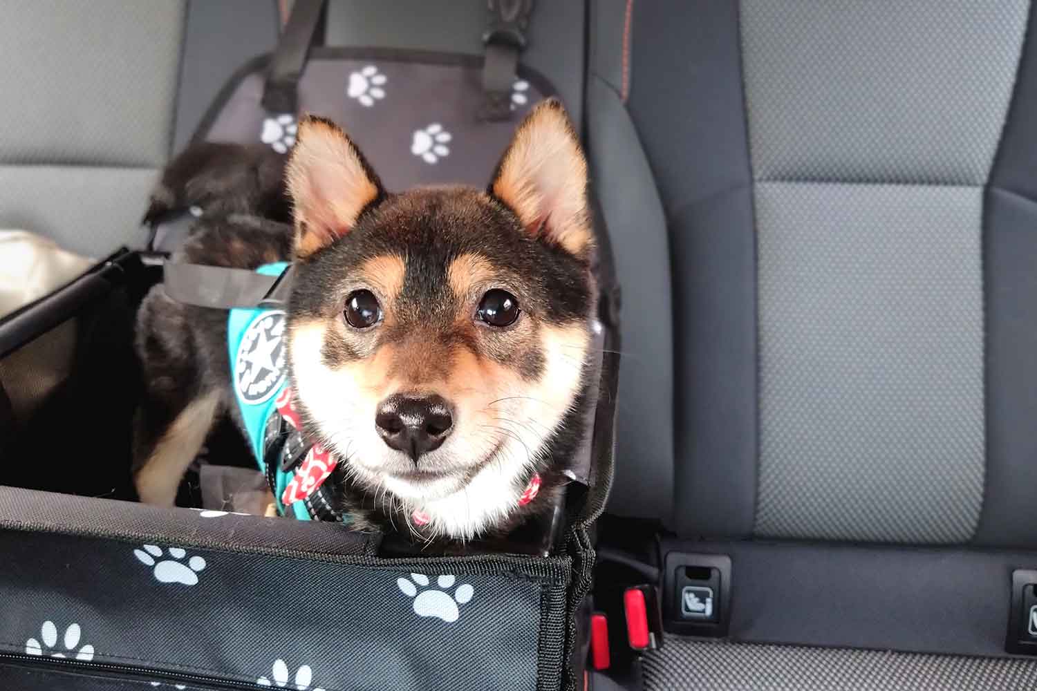 車内でおとなしくしているペットの犬 〜 画像7