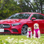 【画像】車内にもち込みたくないからってリヤワイパーに愛犬の排泄物を入れたコンビニ袋……は違反！　どう処理すべきかプロの愛犬家に聞いてみた 〜 画像2