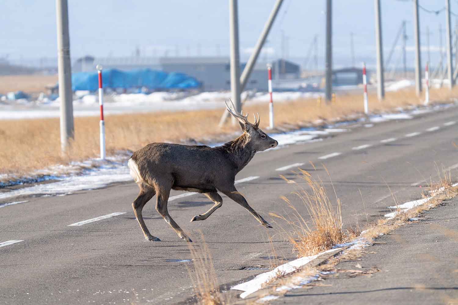 北海道での野生のエゾシカの様子 〜 画像7