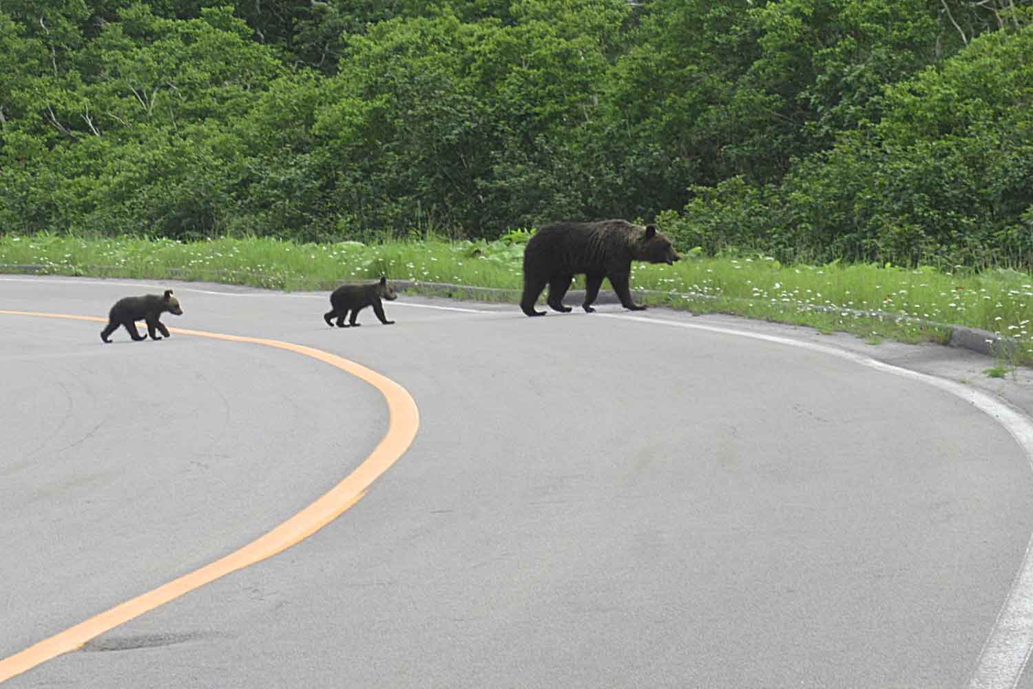 道路を横断するヒグマの親子 〜 画像5