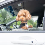 【画像】車内にもち込みたくないからってリヤワイパーに愛犬の排泄物を入れたコンビニ袋……は違反！　どう処理すべきかプロの愛犬家に聞いてみた 〜 画像10