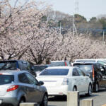 【画像】人気スポットの駐車待ちでクルマが車道にズラリ！　駐車違反に「人の有無」は関係ないけどコレって駐車違反にならないの？ 〜 画像7