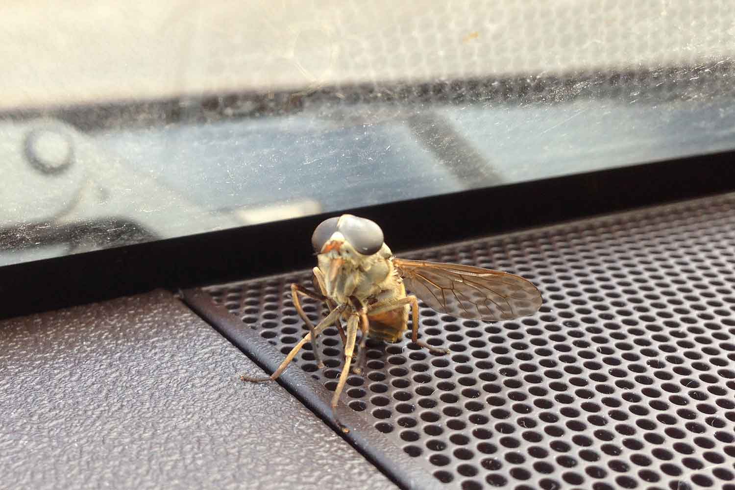 車内に虫が入ってきてしまったイメージ