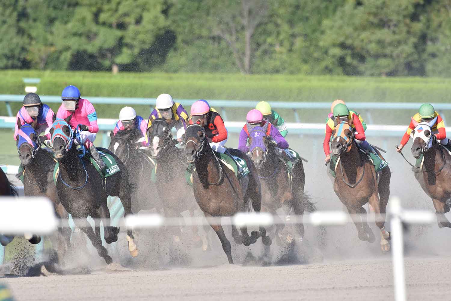 競走馬が複数走っている様子