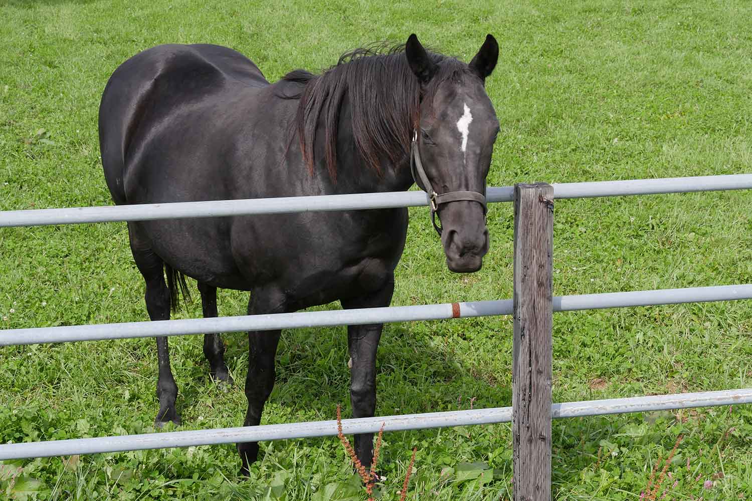 競走馬のイメージ