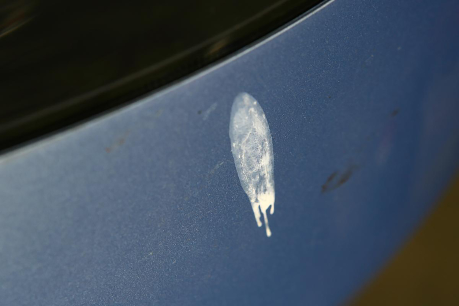 クルマのボディに付いた鳥糞 〜 画像1