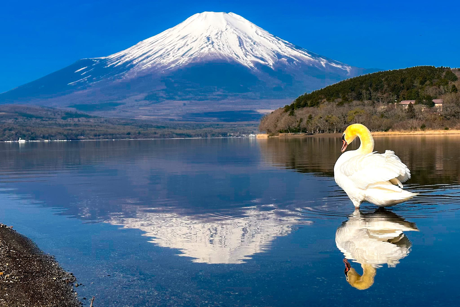 富士五湖エリアのイメージ