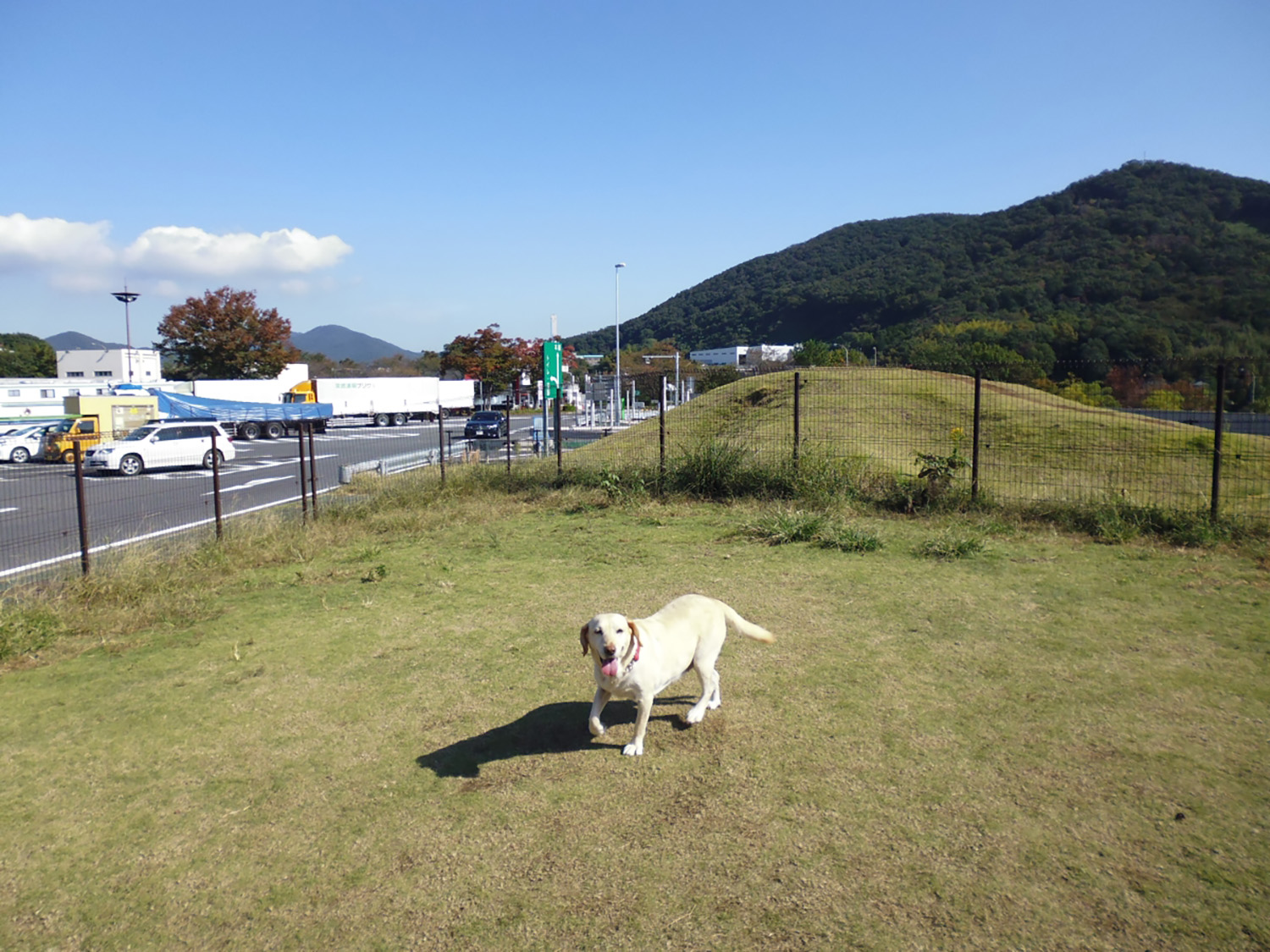 ドッグランのイメージ 〜 画像37