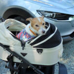 【画像】愛犬を連れて愛車で夏の海へ……はちょっと待て！　ワンコといく夏のドライブは注意点が盛りだくさんだった 〜 画像5