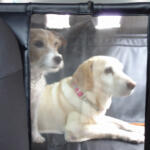 【画像】愛犬を連れて愛車で夏の海へ……はちょっと待て！　ワンコといく夏のドライブは注意点が盛りだくさんだった 〜 画像16
