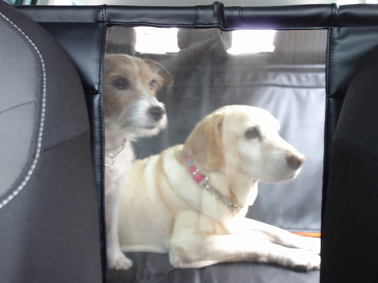 ドッグライフプロデューサーが指南する愛犬への暑さ対策 〜 画像16