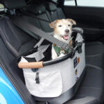 【画像】愛犬を連れて愛車で夏の海へ……はちょっと待て！　ワンコといく夏のドライブは注意点が盛りだくさんだった 〜 画像28