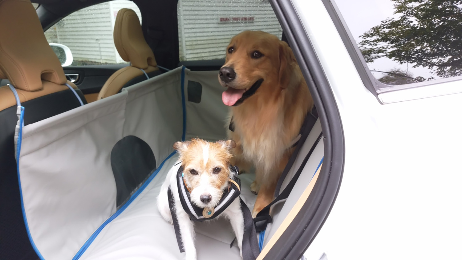ドッグライフプロデューサーが指南する愛犬への暑さ対策 〜 画像2