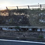 【画像】高速の中央分離帯に生えてる植物ってエラくね？　24時間排ガスに耐えている植物には重要な役割があった 〜 画像2