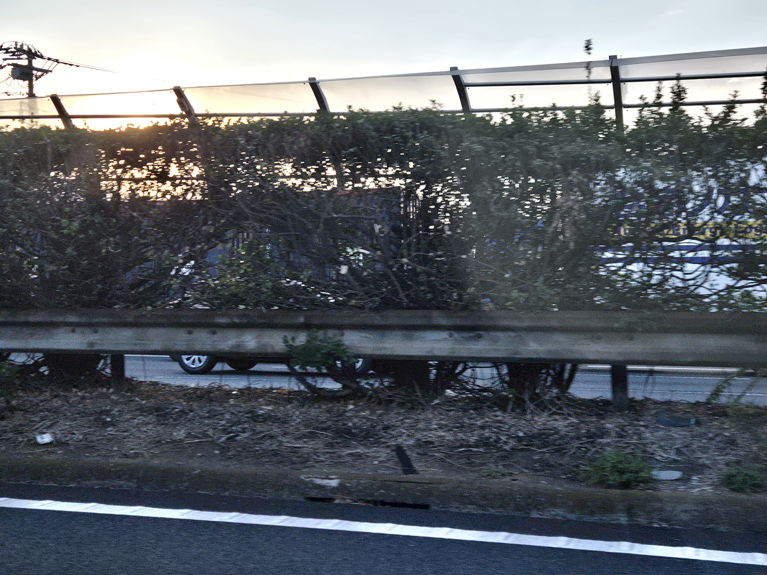 高速道路の中央分離帯に植えられた植物