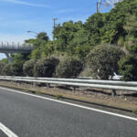 高速の中央分離帯に生えてる植物ってエラくね？　24時間排ガスに耐えている植物には重要な役割があった