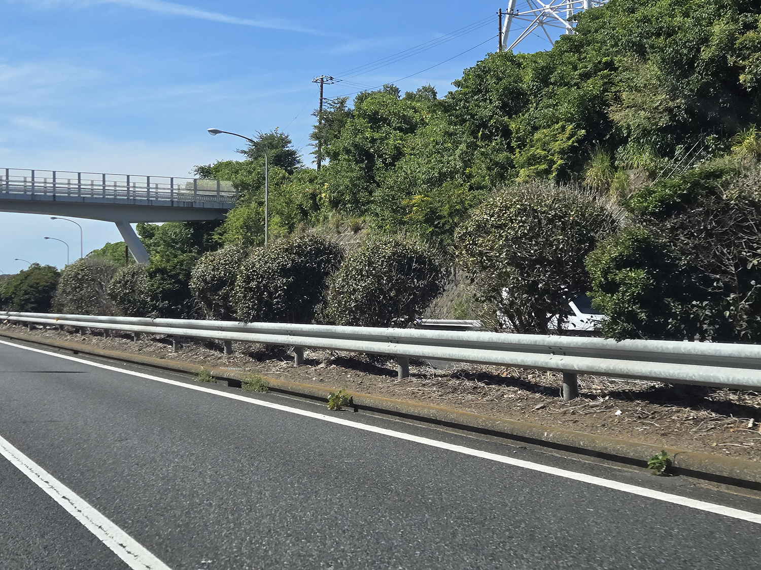 高速道路の中央分離帯に植えられた植物は人知れず重要な役割をまっとうしてた