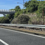 【画像】高速の中央分離帯に生えてる植物ってエラくね？　24時間排ガスに耐えている植物には重要な役割があった 〜 画像5